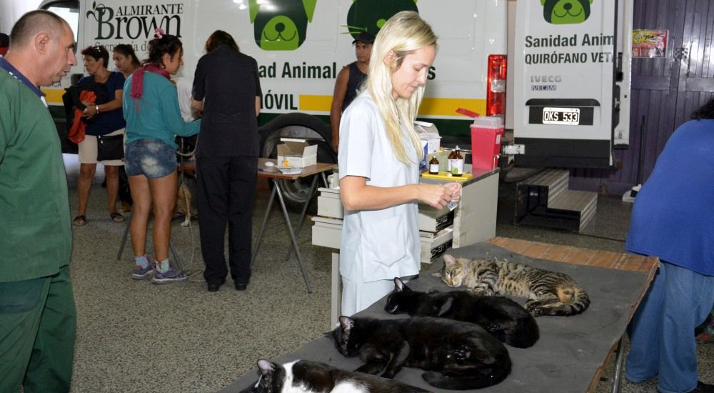 Operativos de castración y vacunación de mascotas en Malvinas