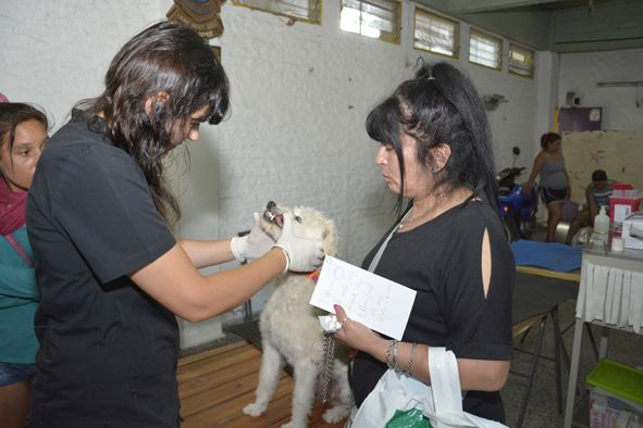 Prosiguen los operativos de castración gratuita de mascotas en Longchamps