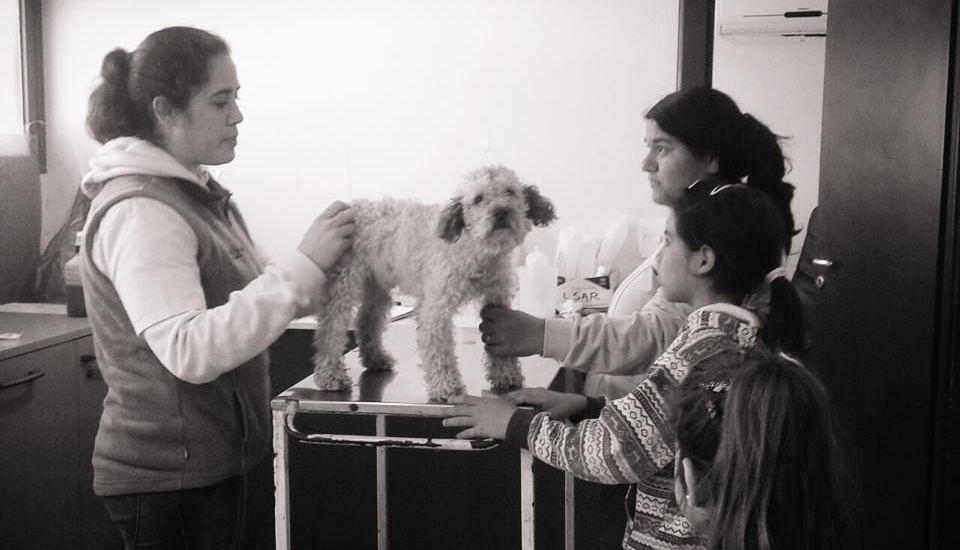 Longchamps: Siguen operativos de castración gratuita de perros y gatos