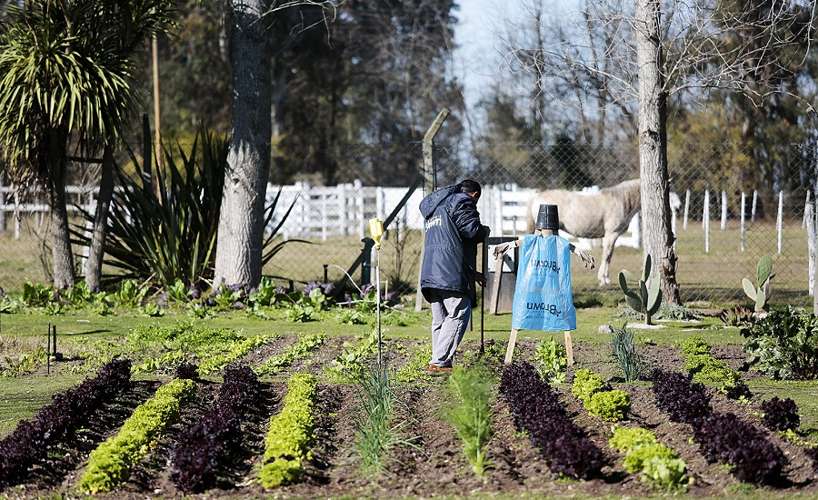 Entregaron semillas y plantas a vecinos que completaron cursos de huerta